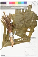 登錄號:BS06204藏品圖，第2張