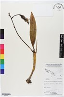 登錄號:BS06205藏品圖，第1張