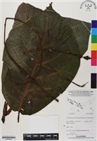 登錄號:BS06206藏品圖，第1張