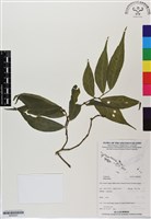 登錄號:BS06207藏品圖，第1張