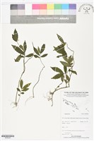 登錄號:BS06208藏品圖，第1張