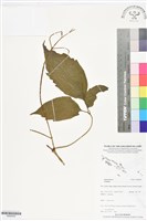 登錄號:BS06209藏品圖，第1張