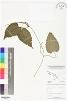 登錄號:BS06210藏品圖，第1張