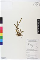 登錄號:BS06211藏品圖，第1張