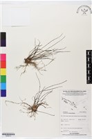 登錄號:BS06212藏品圖，第1張