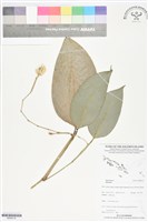 登錄號:BS06214藏品圖，第1張