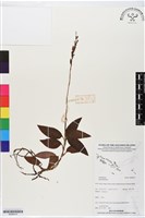 登錄號:BS06215藏品圖，第1張