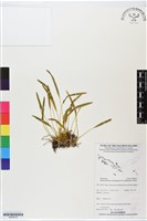 登錄號:BS06216藏品圖，第1張
