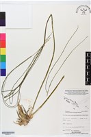 登錄號:BS06217藏品圖，第1張