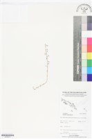 登錄號:BS06219藏品圖，第1張
