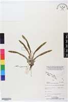 登錄號:BS06220藏品圖，第1張
