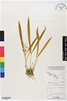 長腳羊耳蒜、長耳蘭藏品圖，第1張