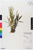 登錄號:BS06222藏品圖，第1張