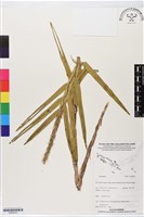登錄號:BS06223藏品圖，第1張