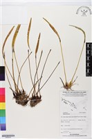 登錄號:BS06224藏品圖，第1張