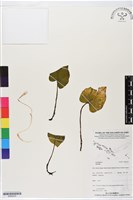 登錄號:BS06225藏品圖，第1張