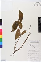 長橢圓葉伴蘭藏品圖，第1張