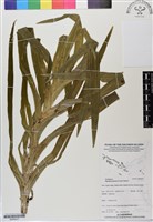 登錄號:BS06227藏品圖，第1張