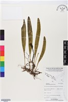登錄號:BS06228藏品圖，第1張