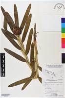 登錄號:BS06229藏品圖，第1張