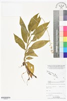 登錄號:BS06230藏品圖，第1張