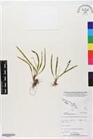 登錄號:BS06231藏品圖，第1張