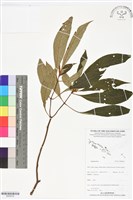 登錄號:BS06232藏品圖，第1張
