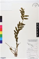 登錄號:BS06233藏品圖，第1張