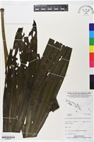 登錄號:BS06234藏品圖，第1張