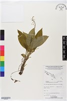 登錄號:BS06236藏品圖，第1張