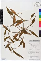 登錄號:BS06237藏品圖，第1張