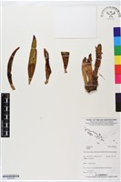 登錄號:BS06238藏品圖，第1張