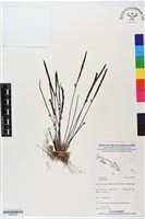 登錄號:BS06239藏品圖，第1張