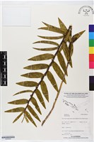 登錄號:BS06240藏品圖，第1張