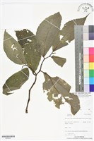 登錄號:BS06241藏品圖，第1張