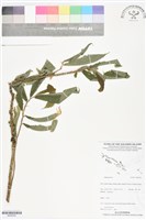 登錄號:BS06242藏品圖，第1張