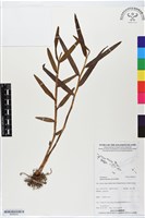 登錄號:BS06243藏品圖，第1張