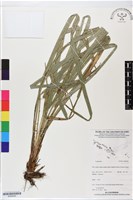 登錄號:BS06246藏品圖，第1張