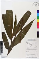 登錄號:BS06247藏品圖，第1張