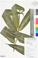 登錄號:BS06249藏品圖，第1張