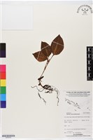 登錄號:BS06250藏品圖，第1張