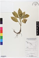 登錄號:BS06251藏品圖，第1張