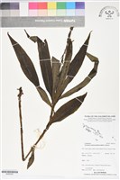 登錄號:BS06252藏品圖，第1張
