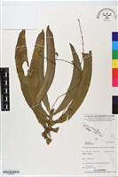 登錄號:BS06253藏品圖，第1張