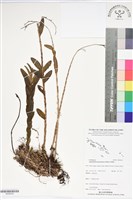 登錄號:BS06254藏品圖，第1張