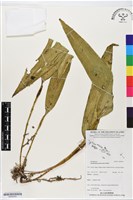 登錄號:BS06255藏品圖，第1張