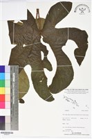 登錄號:BS06257藏品圖，第1張