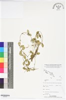登錄號:BS06258藏品圖，第1張