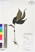 登錄號:BS06259藏品圖，第1張