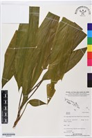 登錄號:BS06260藏品圖，第1張